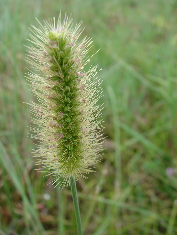 Knotroot bristlegrass