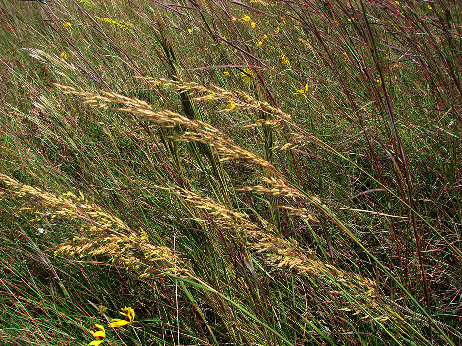 Yellow Indiangrass
