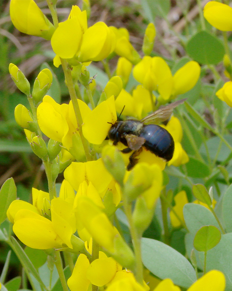 Wild Yellow Indigo