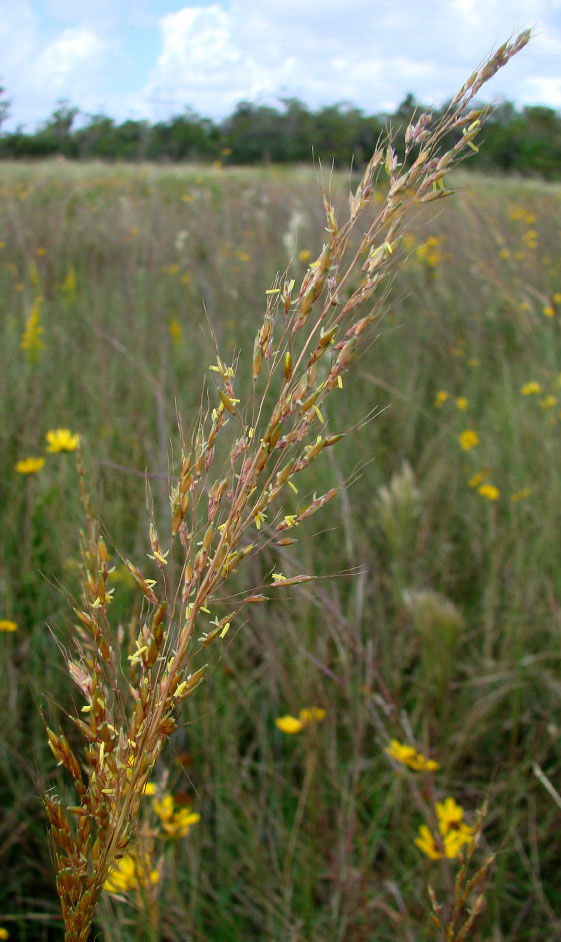 Yellow Indiangrass