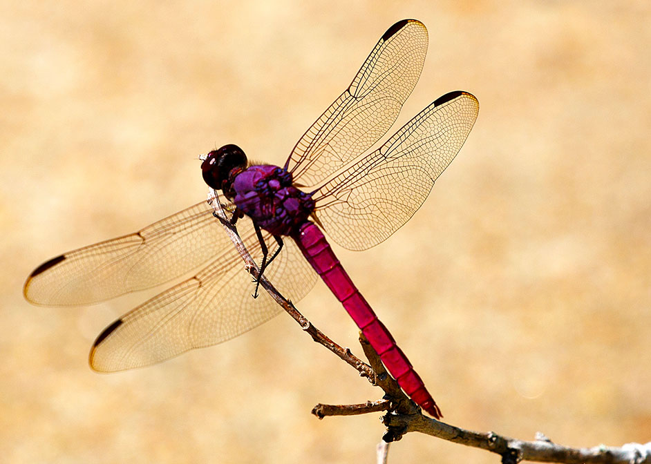 Dragonfly