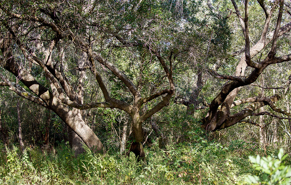 Live Oak