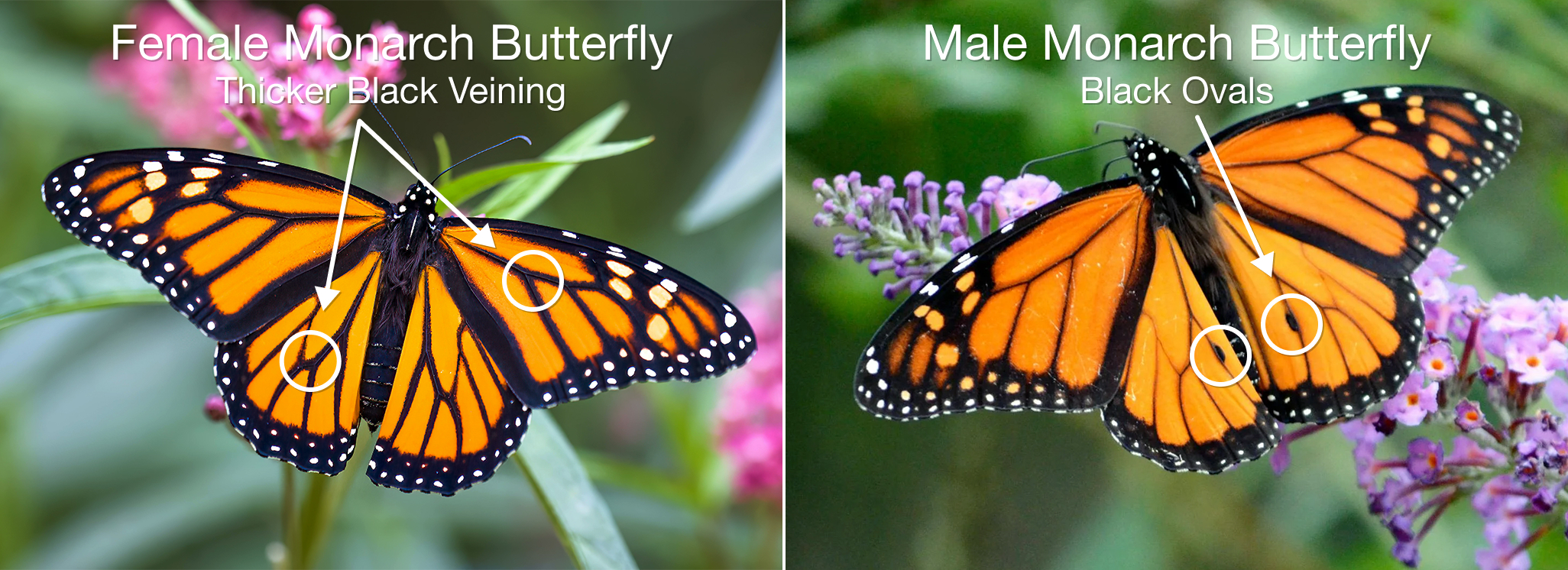 Female & Male Monarch Butterfly