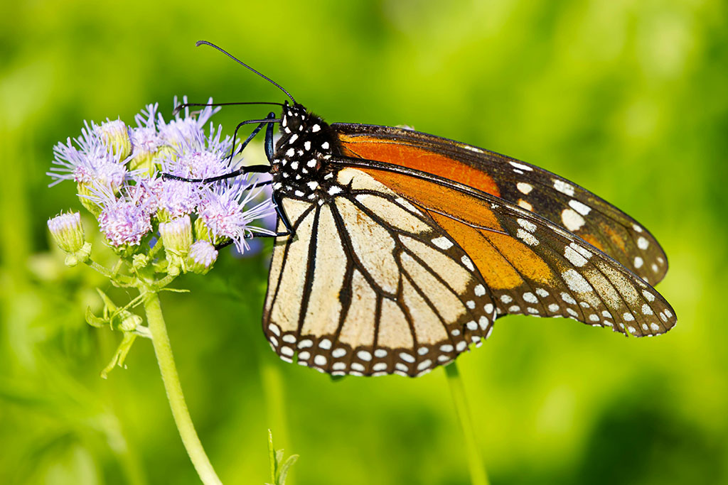 Monarch Butterfly